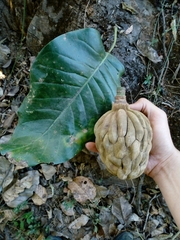 Magnolia jaliscana