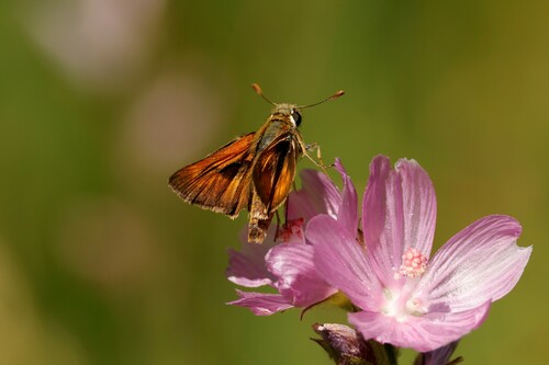 Sonoran Skipper photo 4