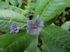 Solanum sanctae-marthae