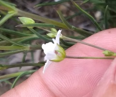 Eremogone ferrisiae