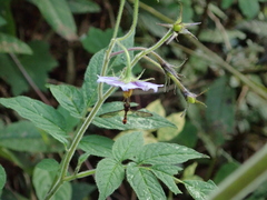 Solanum sanctae-marthae
