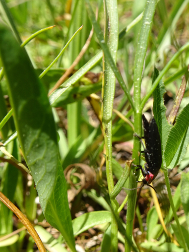 iNaturalist observation photo of Fireflies