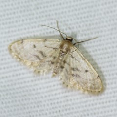Idaea bonifata