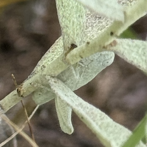 Cudweed Grasshopper photo 4