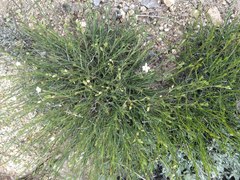Eremogone ferrisiae