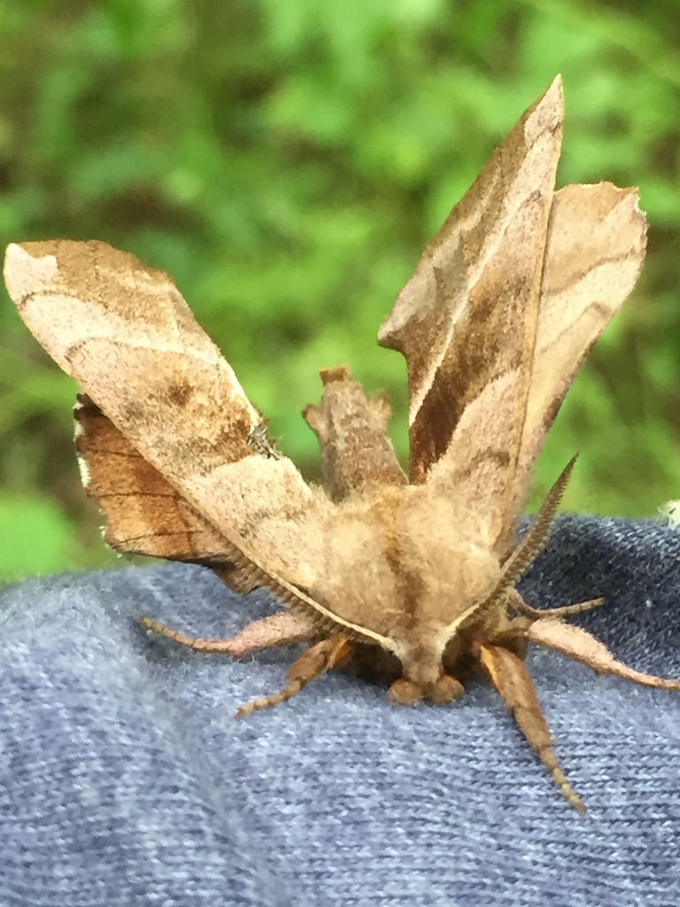 Walnut Sphinx from 46176, Shelbyville, IN, US on June 5, 2019 at 11:52 ...