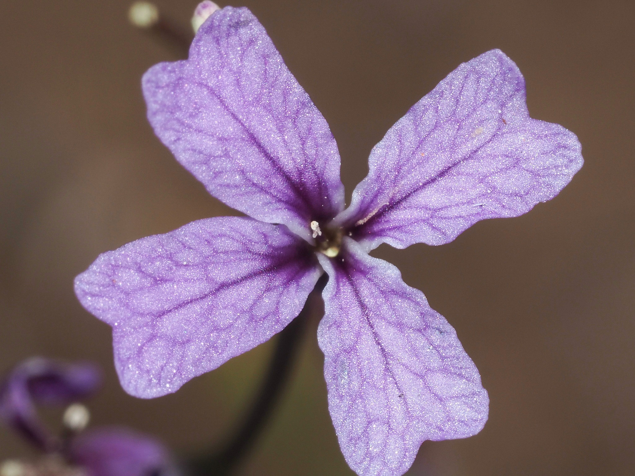 Sibaropsis hammittii