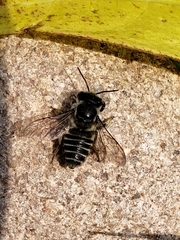 Megachile texana