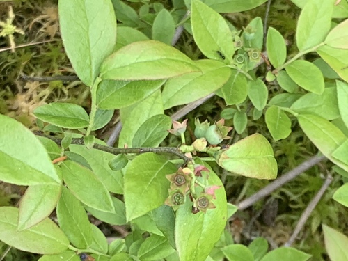photo of Blueberries, Cranberries, And Allies (Vaccinium)