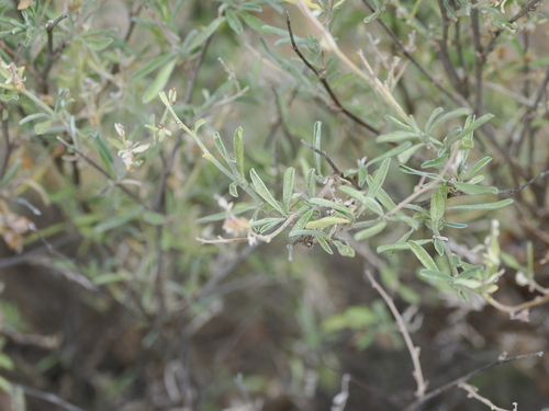 Image of Anthyllis hermanniae by (c) Lucas Christofides, some rights reserved (CC BY)