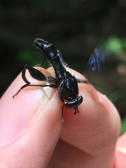 Chalcosyrphus chalybeus