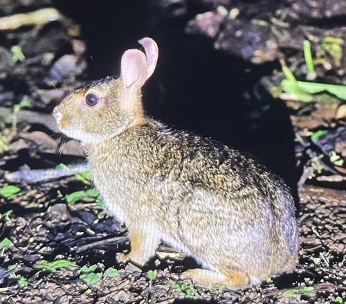 Central American Lowland Forest Cottontail