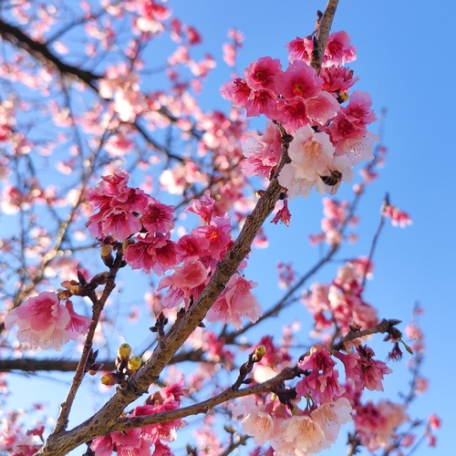 Prunus campanulata
