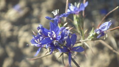 Eriastrum sapphirinum