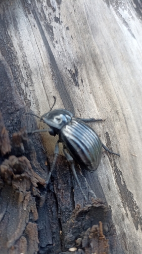 Stenomorpha montezuma
