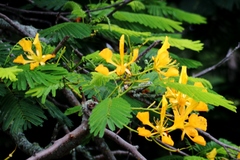 Delonix regia flavida