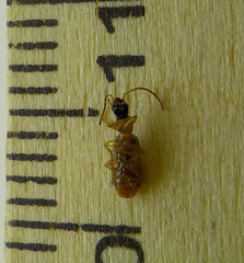 Demetrias monostigma