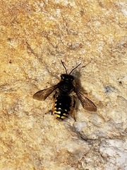 Anthidium manicatum