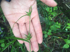Carex folliculata