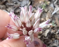Allium monticola