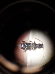 Phymatodes nitidus