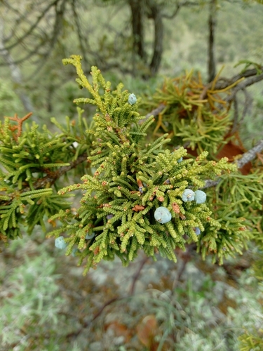 Image of Juniperus durangensis by (c) Dante S. Figueroa, some rights reserved (CC BY-SA)