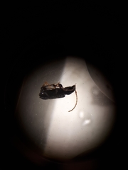 Phymatodes nitidus