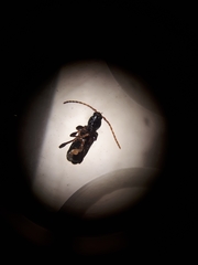 Phymatodes nitidus