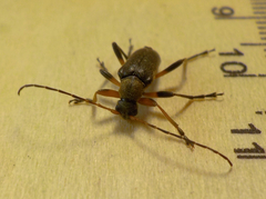 Cortodera femorata