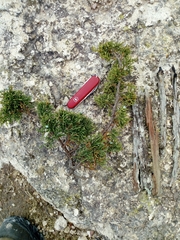 Juniperus durangensis