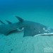 Shovelnose Rays - Photo (c) Nigel Marsh, some rights reserved (CC BY-NC), uploaded by Nigel Marsh