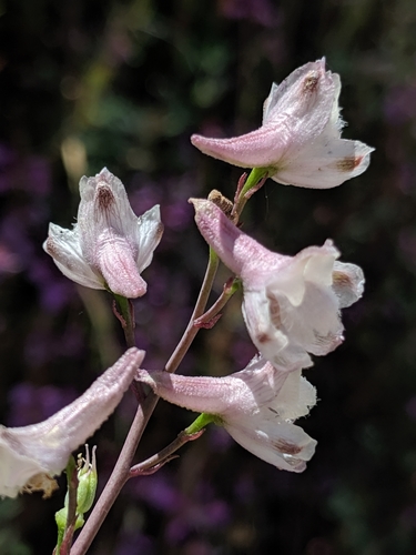 Delphinium gypsophilum ssp. parviflorum