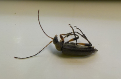 Cortodera femorata