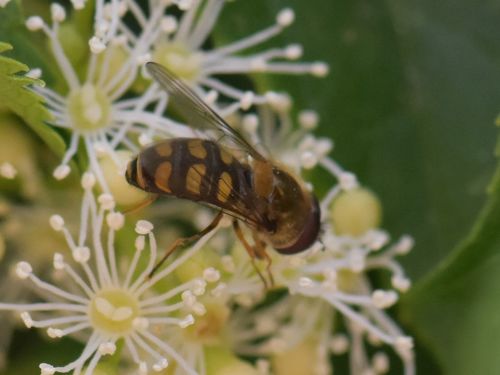 Black-tailed Aphideater, Groesbeek, Nederland, photo 10 of 10