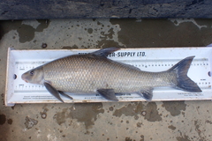Southeastern Blue Sucker photo 4