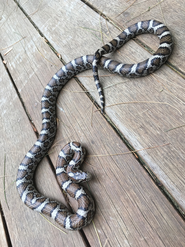 Eastern Milksnake In June 2019 By Polypody · Inaturalist