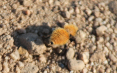 Dasymutilla californica