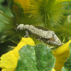 Epicauta maculata-group