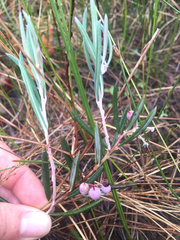 Andromeda polifolia glaucophylla