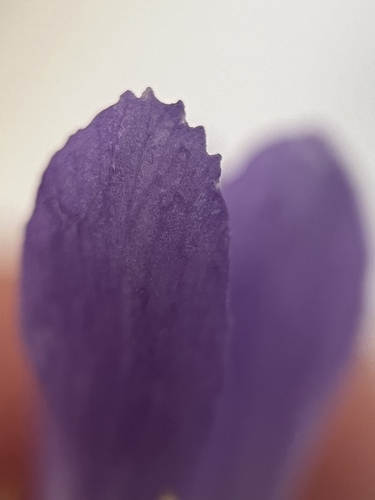 Image of Gentianopsis simplex by (c) Mark Pollock, some rights reserved (CC BY)