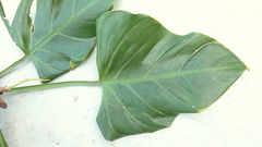 Philodendron fragrantissimum