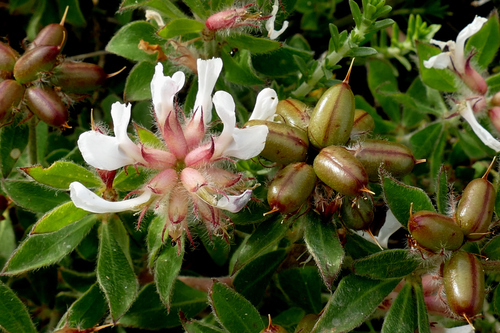 Langhaar-Backenklee
