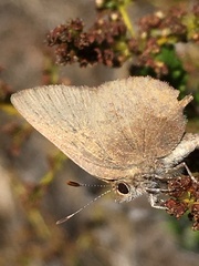 Callophrys augustinus