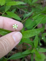 Moehringia macrophylla