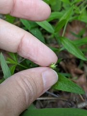 Moehringia macrophylla