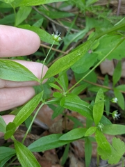 Moehringia macrophylla