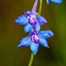 Wild Blue Larkspur - Photo (c) Royal Tyler, some rights reserved (CC BY-NC-SA), uploaded by Royal Tyler