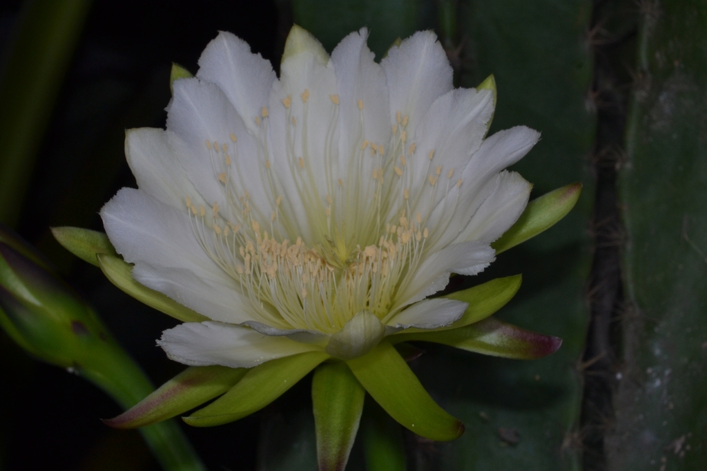 Cereus lepidotus