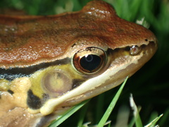 Mangven Chang's Music Frog photo 3