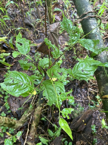 Glochidion ramiflorum observed 2024-07-24